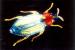 [BugNet]