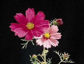[wildflowers]